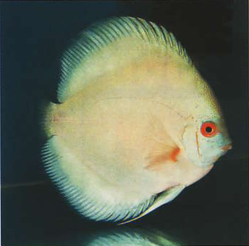 ������ �����